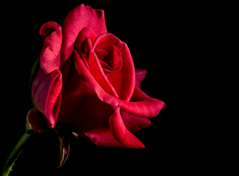 红玫瑰高清图片(16张)