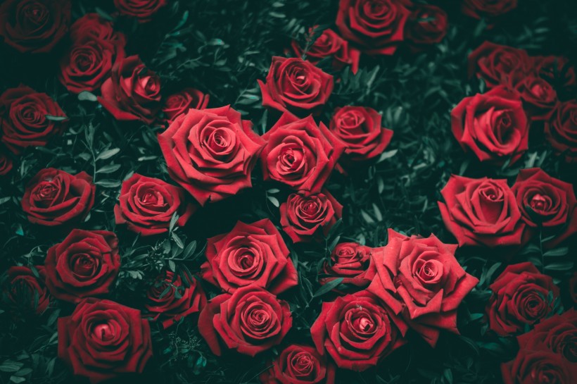 玫瑰与玫瑰花瓣图片(21张)