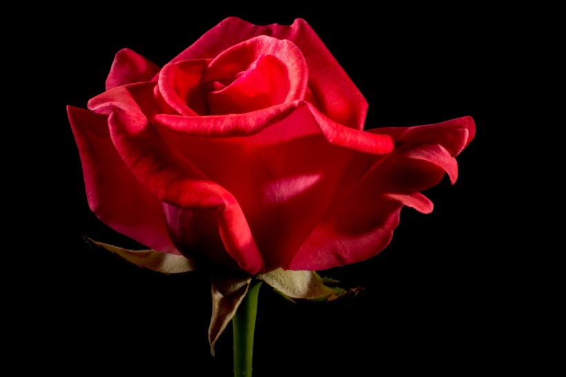 玫瑰与玫瑰花瓣图片(21张)