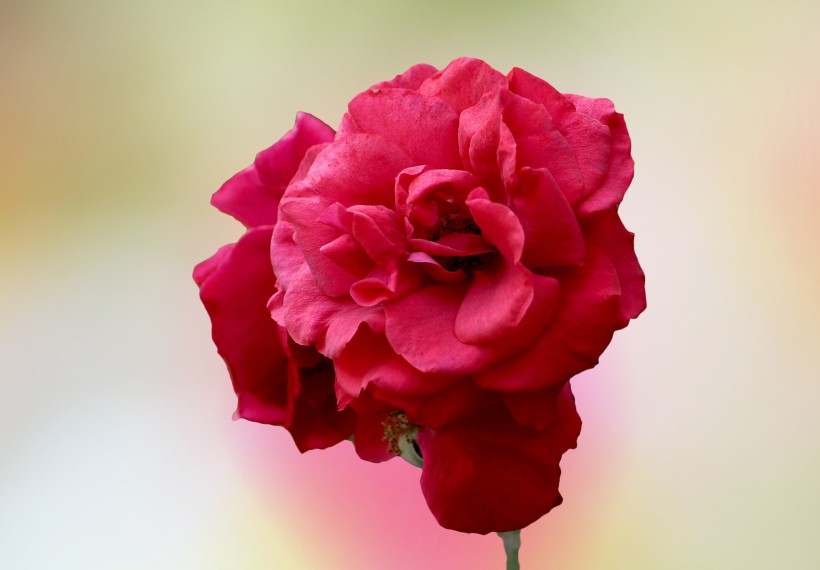 炫彩玫瑰图片(9张)
