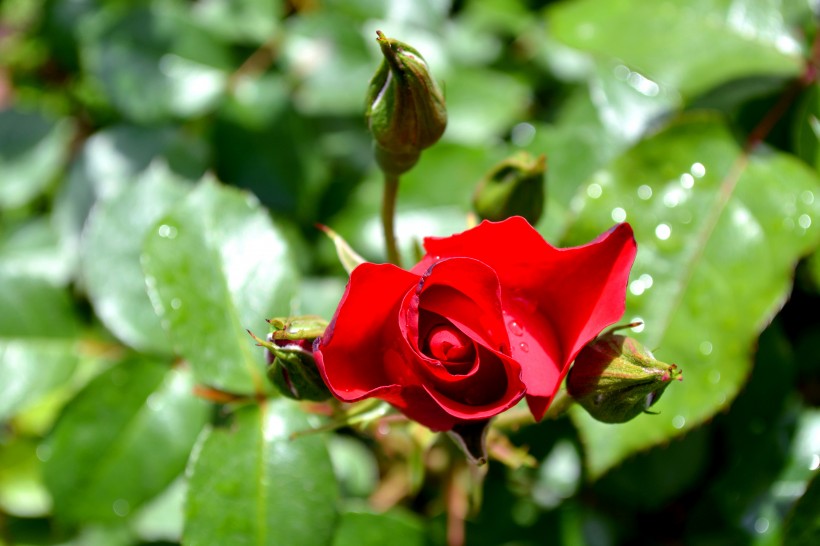 浪漫玫瑰图片(23张)
