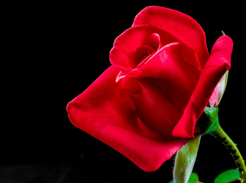 一朵红色的玫瑰图片(10张)