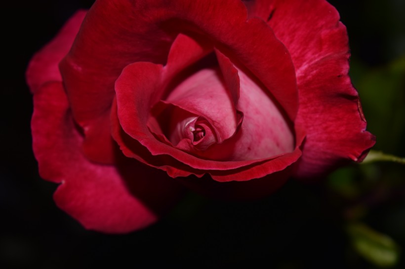 粉色的玫瑰花图片(17张)