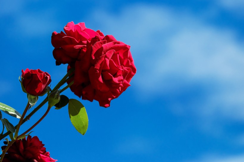 红玫瑰高清图片(16张)