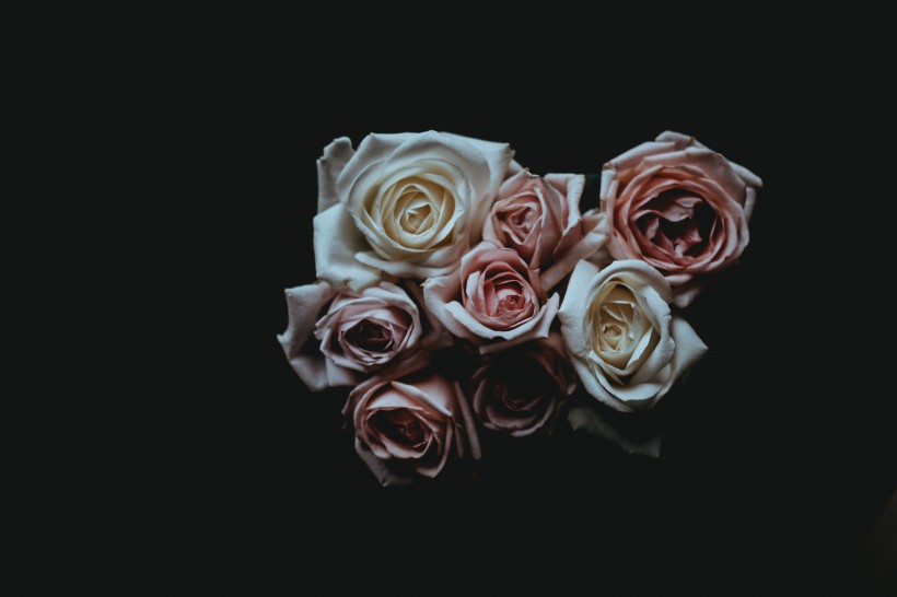 淡雅的玫瑰花图片(14张)