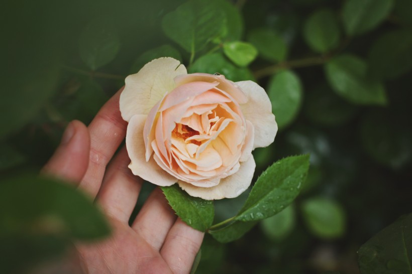 淡雅的玫瑰花图片(14张)