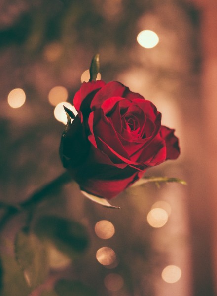 鲜艳的红玫瑰图片(17张)