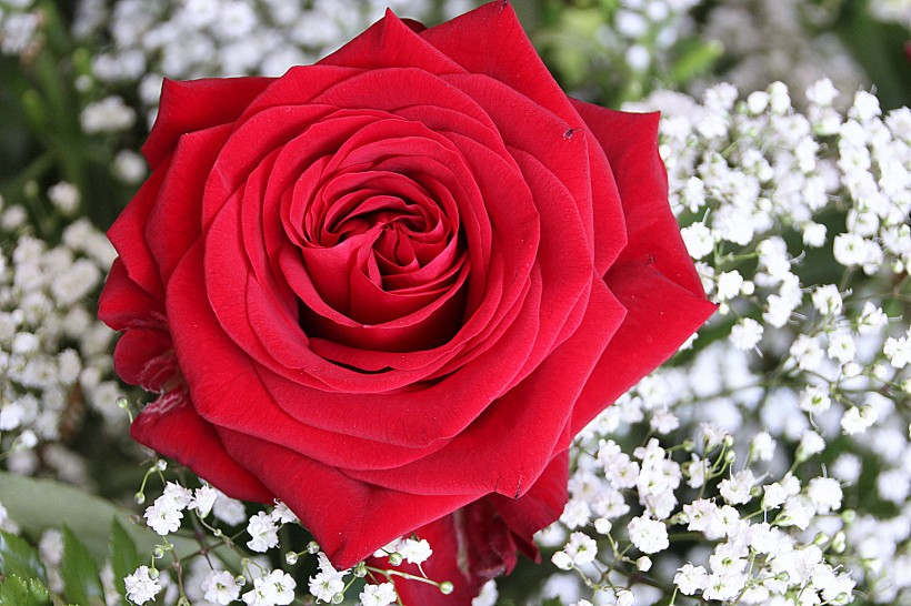 鲜艳的红玫瑰图片(17张)