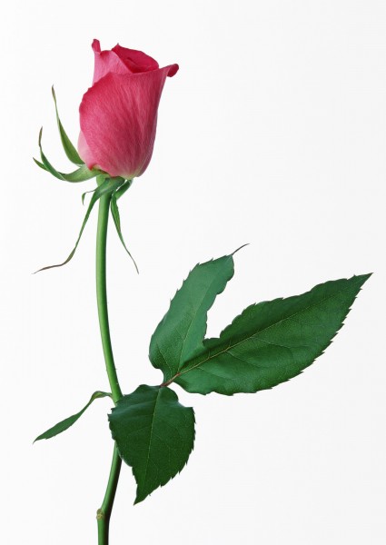 玫瑰花枝图片(11张)