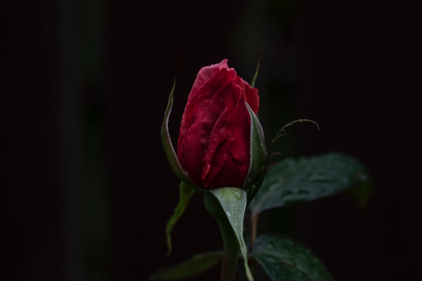 玫瑰花上的露珠图片(9张)