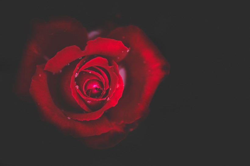 玫瑰花上的露珠图片(9张)