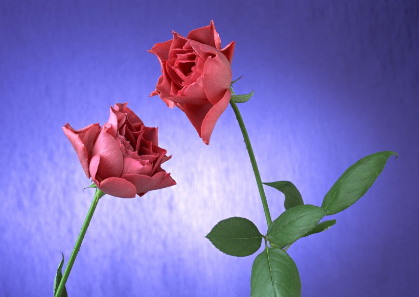 玫瑰花束图片(7张)