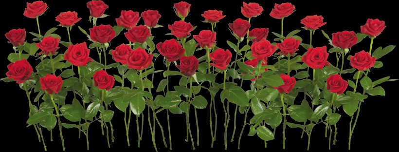 玫瑰透明背景PNG素材图片(10张)
