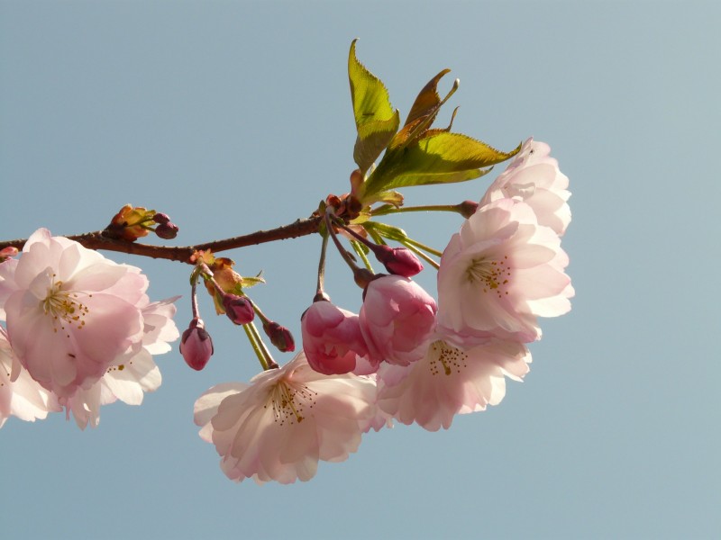 灿烂的梅花图片(10张)