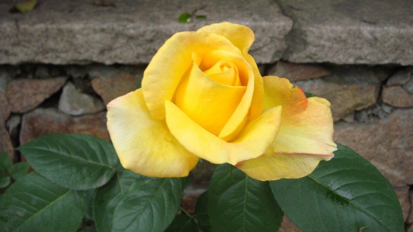 美丽的黄玫瑰图片(10张)
