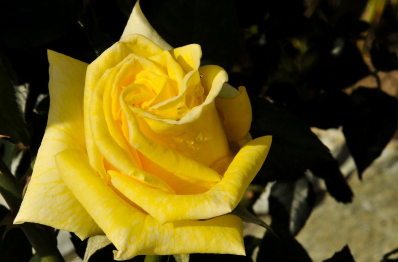 美丽的黄玫瑰图片(10张)