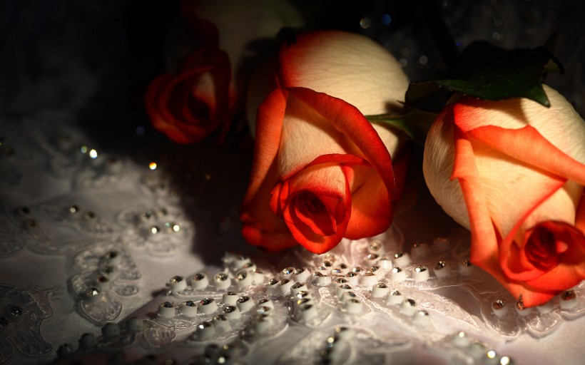 美丽动人的玫瑰花图片(14张)