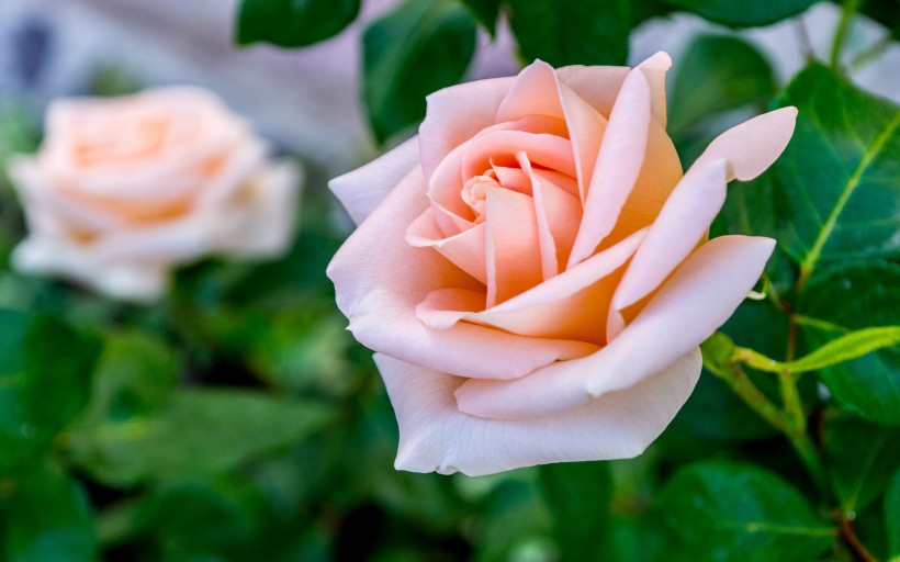 美丽的玫瑰花图片(22张)