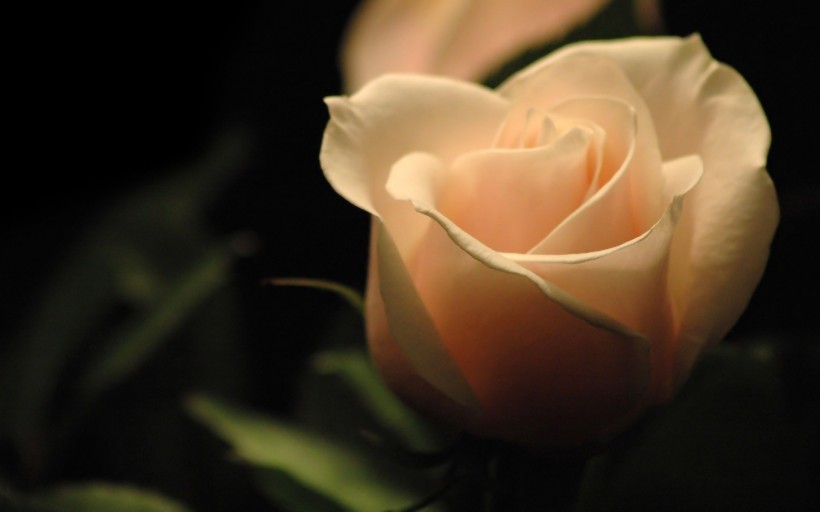 美丽的玫瑰花图片(22张)