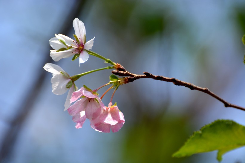 美丽的樱花图片(9张)