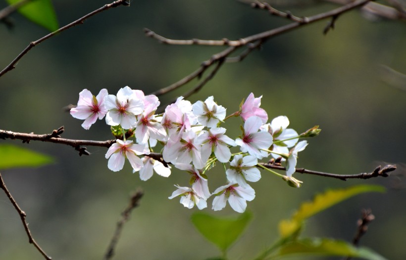 美丽的樱花图片(9张)