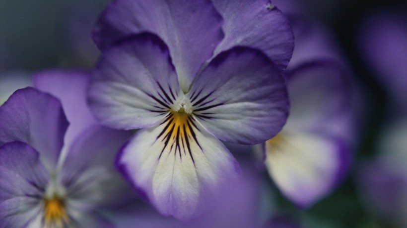 美丽的紫罗兰图片(7张)
