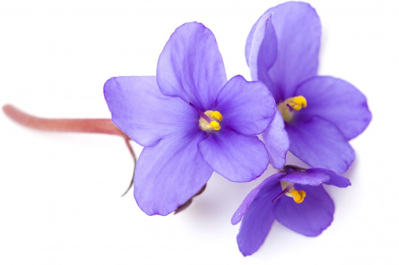 美丽的紫色花朵图片(14张)