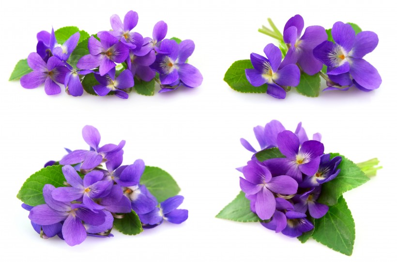美丽的紫色花朵图片(14张)
