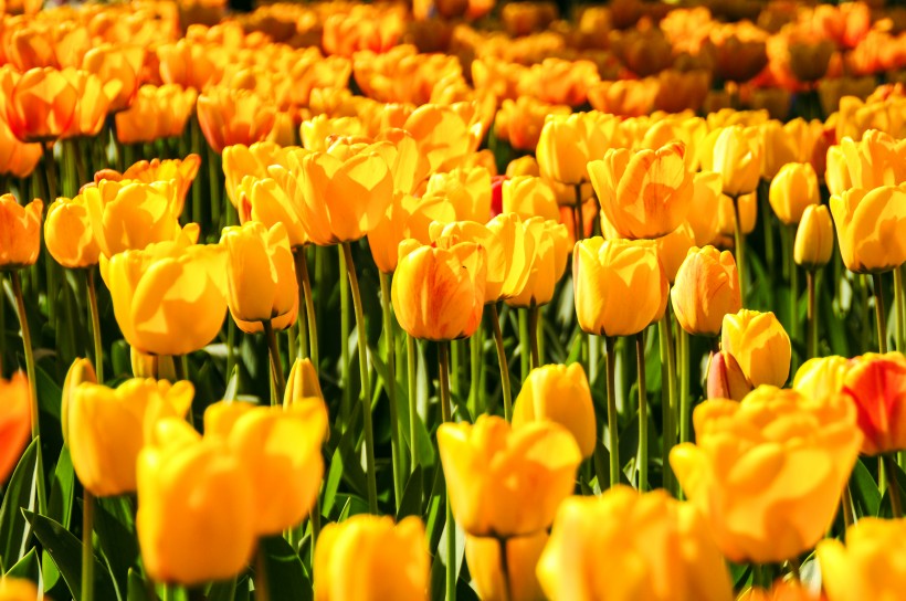 美丽的黄色郁金香图片(11张)