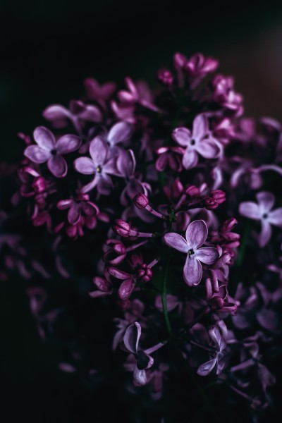 美丽的丁香花图片(11张)