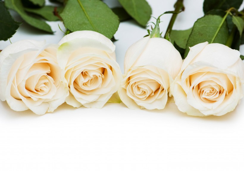 象征美丽爱情的玫瑰图片(13张)
