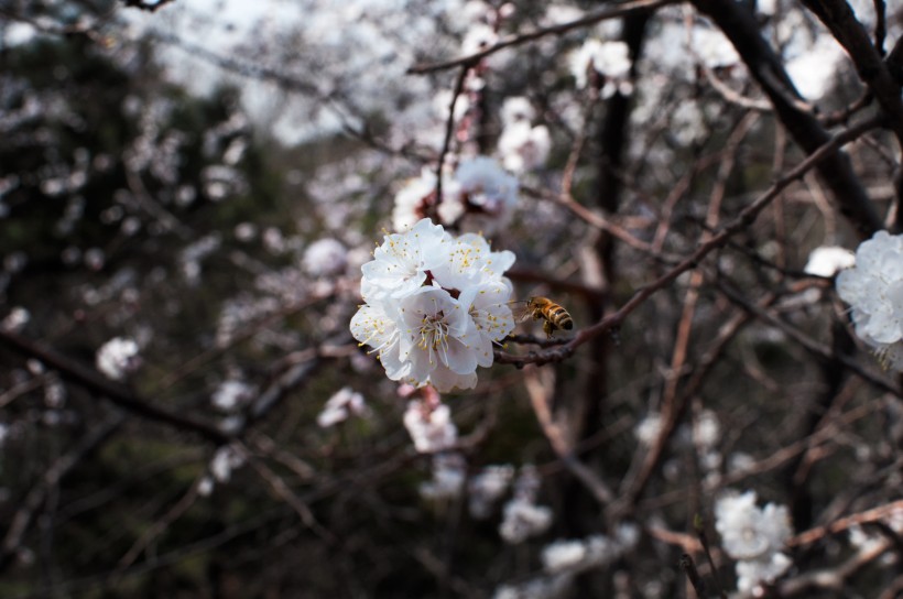 美丽的桃花的图片(9张)
