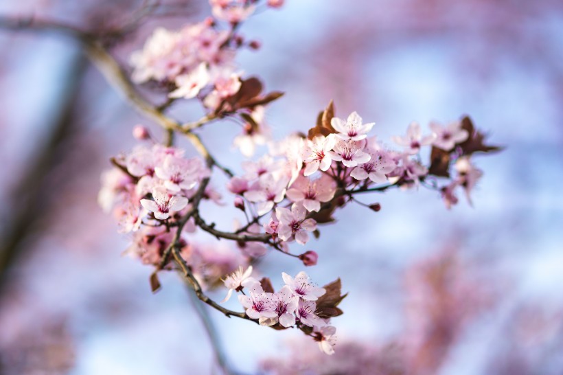 美丽的樱花图片(14张)