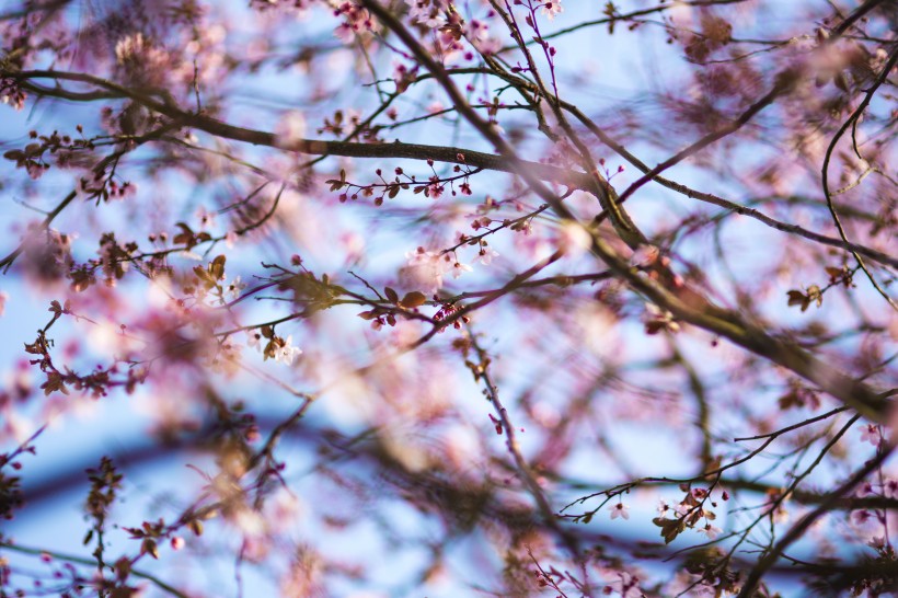 美丽的樱花图片(14张)