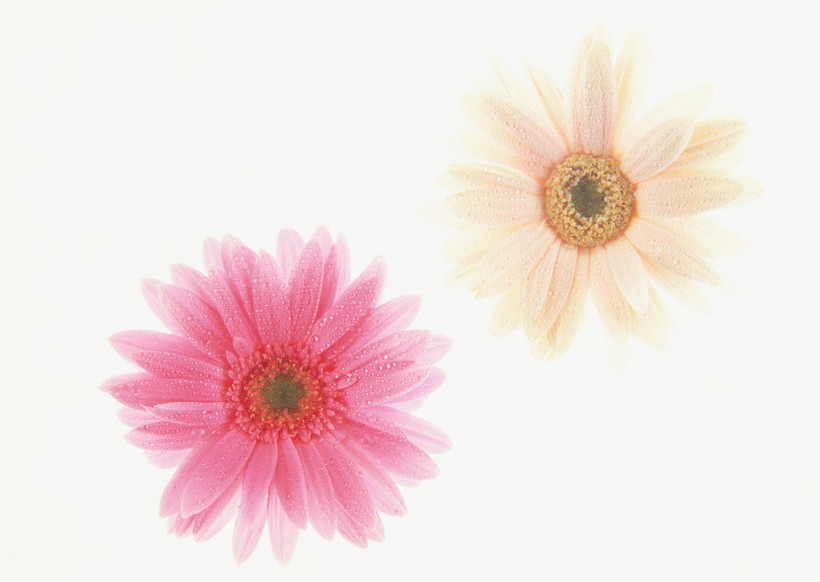 朦胧的花朵图片(23张)