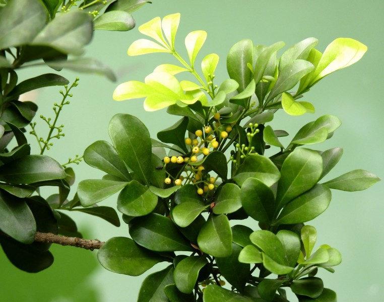 米仔兰植物图片(5张)