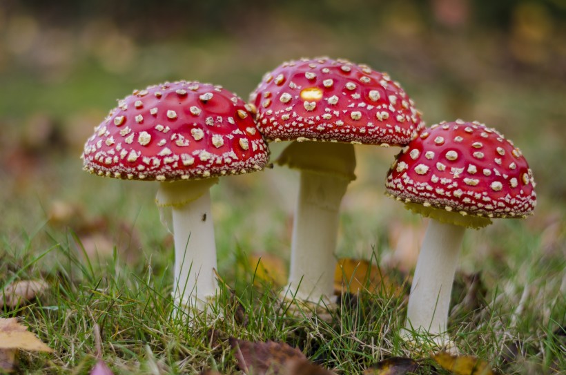 森林中的野生蘑菇图片(8张)