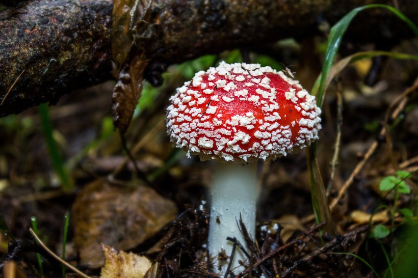 唯美野生蘑菇图片(9张)