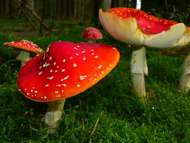 森林中的蘑菇图片(10张)