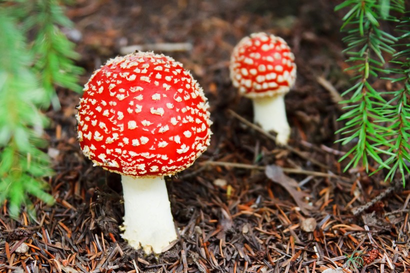 唯美野生蘑菇图片(9张)