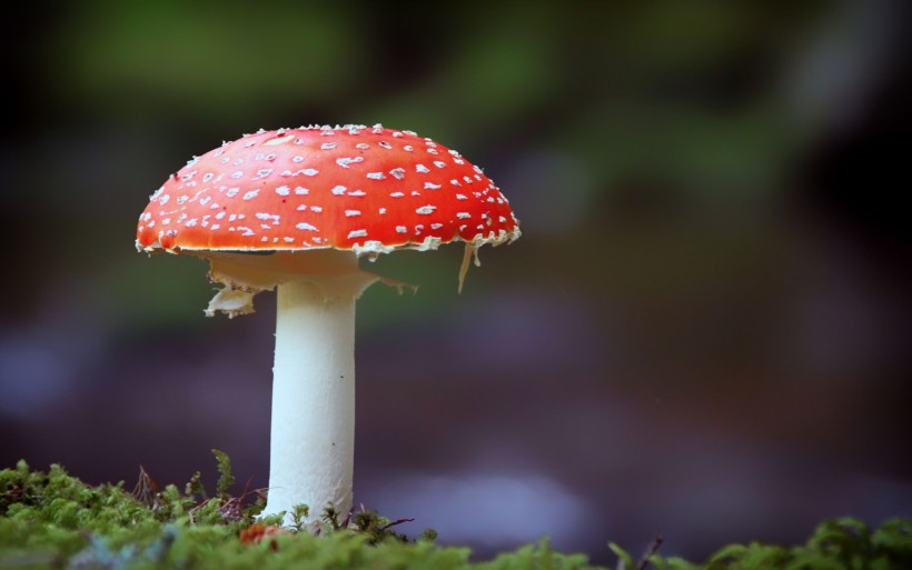 草丛里的红色毒蘑菇图片(27张)