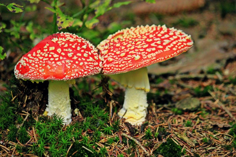 野生蘑菇图片(12张)