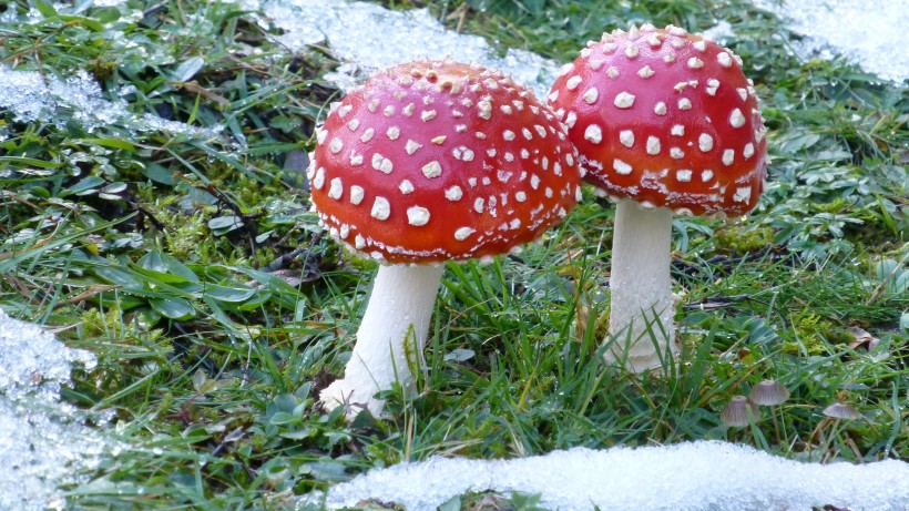 森林中的野生蘑菇图片(8张)