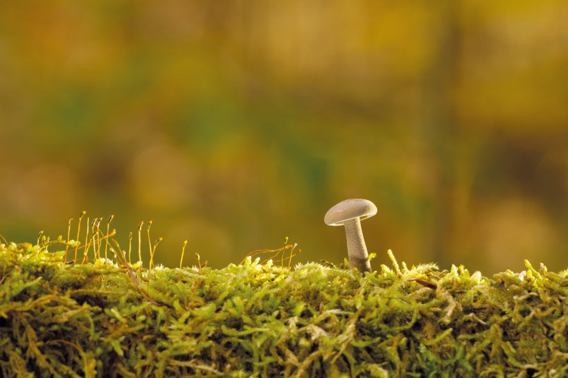 蘑菇菌菇图片(12张)