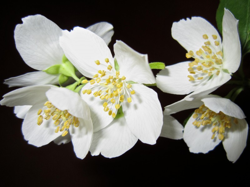 茉莉花图片(11张)