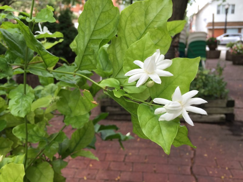 洁白无瑕的茉莉花图片(15张)