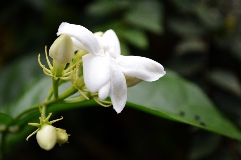 洁白无瑕的茉莉花图片(15张)