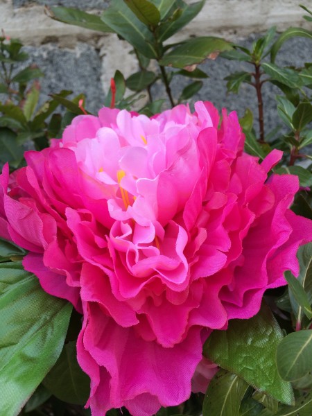 颜色艳丽的牡丹花图片(15张)