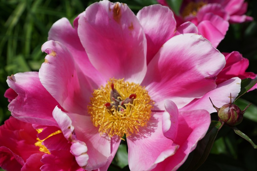 红粉色的一丛牡丹花图片(8张)