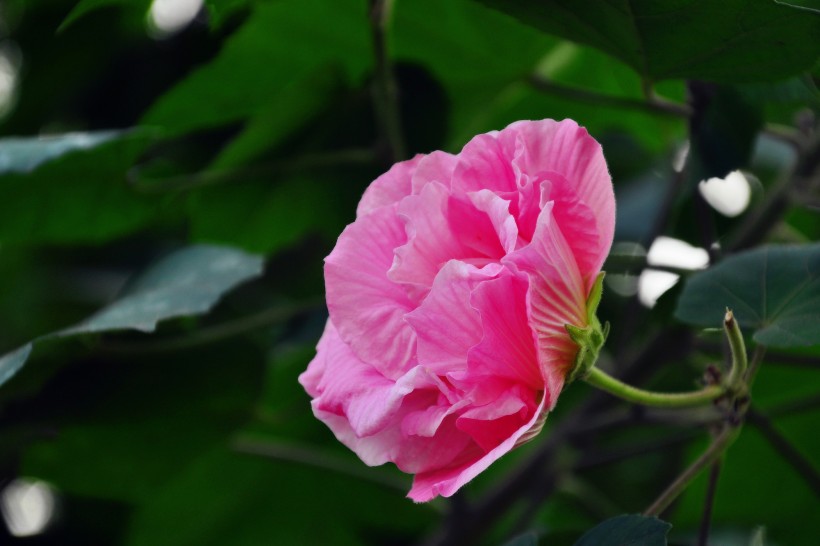 粉色木芙蓉图片  (15张)